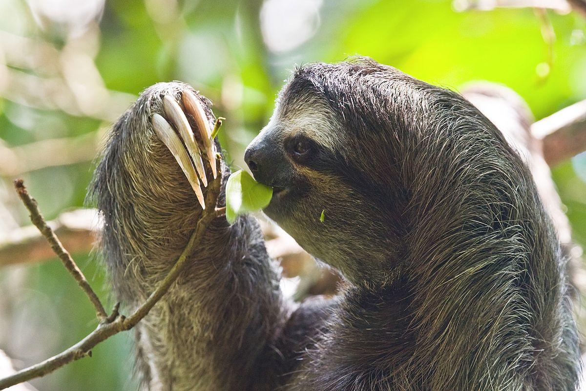 Three-toed sloth eating a leaf in in the Cahuita National Park in the southeast of Costa Rica