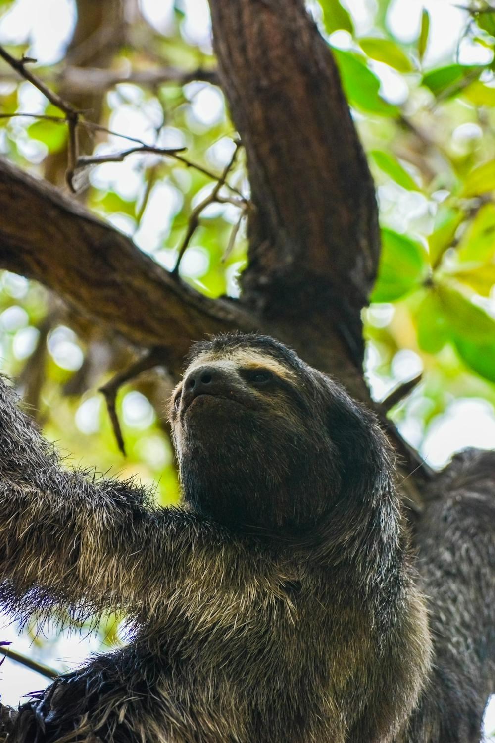 three-toed sloth from amwards in a tree