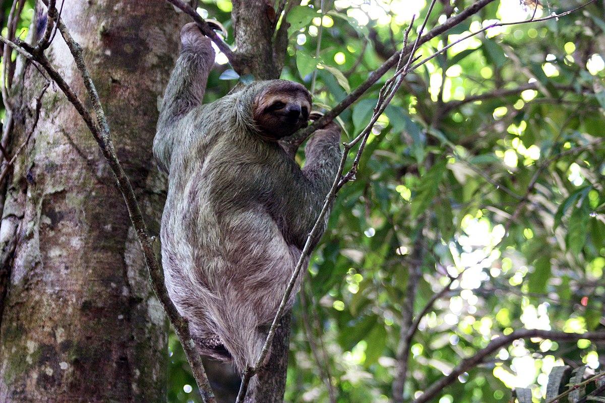 Female brown-throated three-toed sloth climps a tree in Carara National Park, Costa Rica